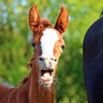 foal laughing