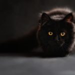 black cat