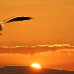 orange sky and seagull