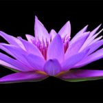 purple water lily